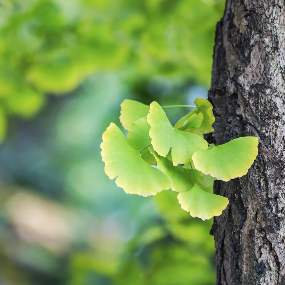 Folha-de-ginkgo-biloba.webp